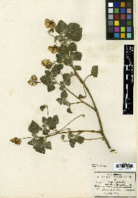 Solanum dejectum image