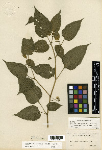 Solanum allophyllum image
