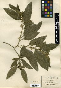 Solanum pseudocapsicum image
