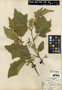 Solanum madrense image