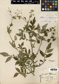 Solanum polyadenium image