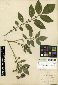 Solanum iopetalum image