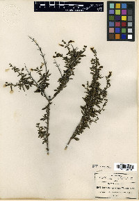 Berendtia spinulosa image