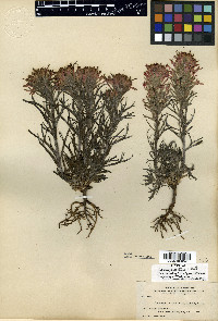 Castilleja angustifolia var. dubia image