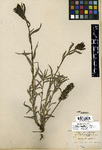 Castilleja miniata var. miniata image