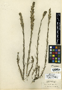 Castilleja cusickii image