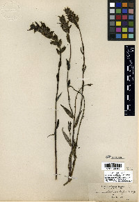 Castilleja elata image