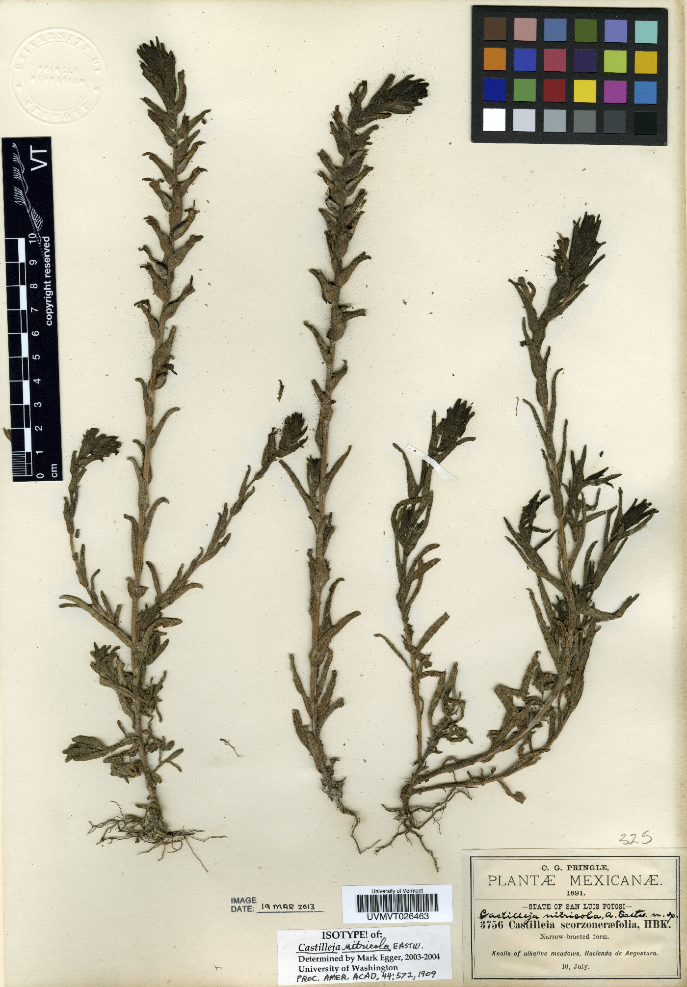 Castilleja nitricola image
