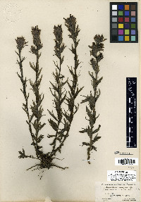 Castilleja oreopola image