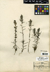 Castilleja angustata image