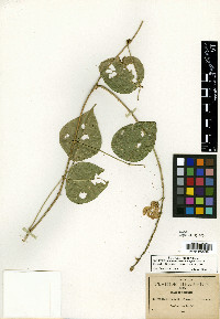 Ramirezella strobilophora image