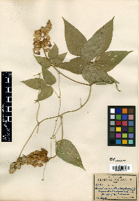 Ramirezella strobilophora image
