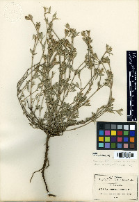 Stylosanthes humilis image