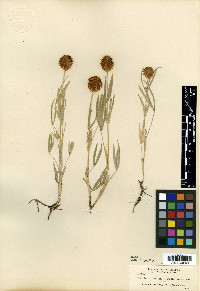 Trifolium eriocephalum image