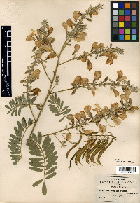 Tephrosia macrantha image