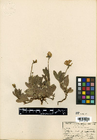 Tephrosia macropoda image