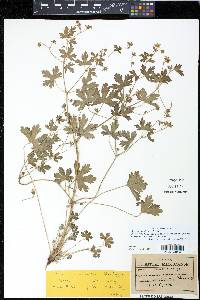 Geranium wislizeni image