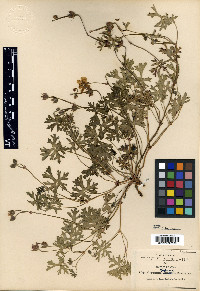 Geranium lozanoi image