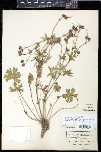 Geranium pringlei image