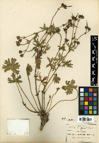 Geranium pringlei image