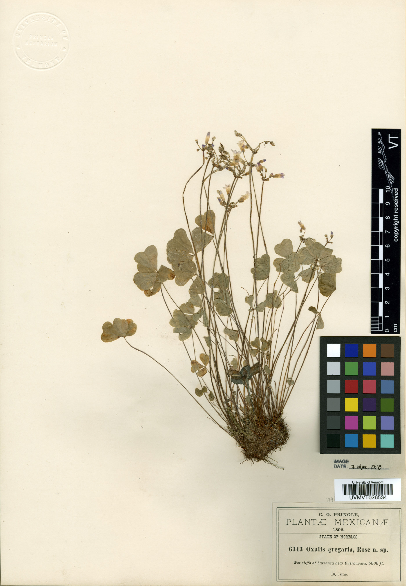 Oxalis gregaria image