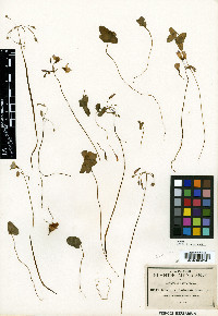 Oxalis drummondii image
