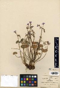 Oxalis jacquiniana image