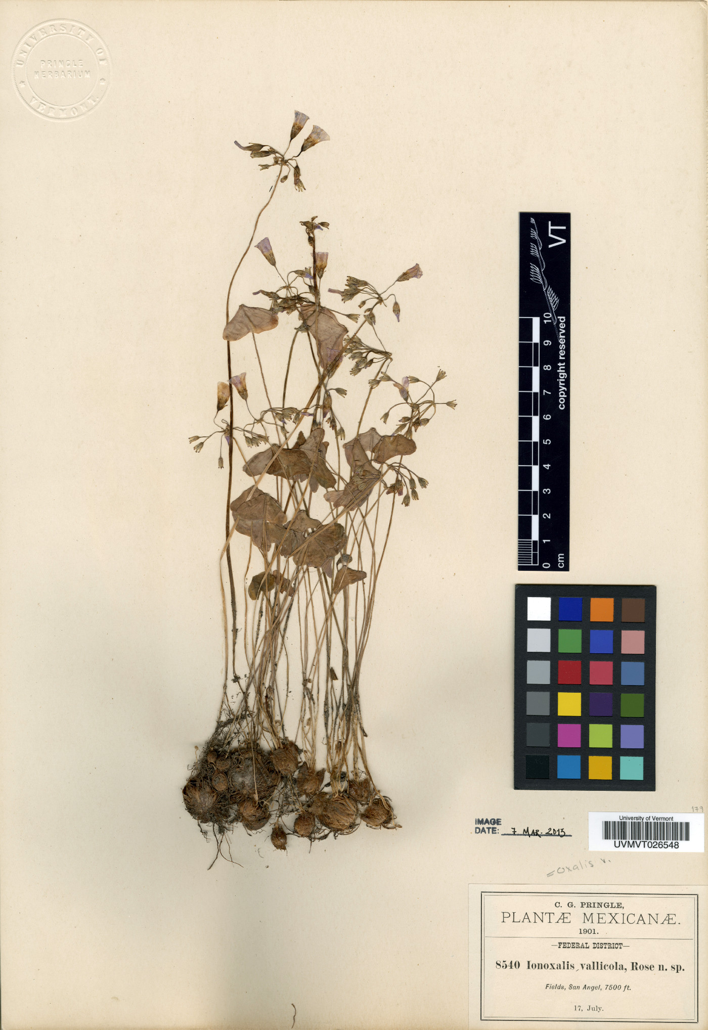 Oxalis vallicola image