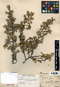 Erythroxylum rotundifolium image