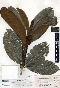 Erythroxylum macrophyllum image