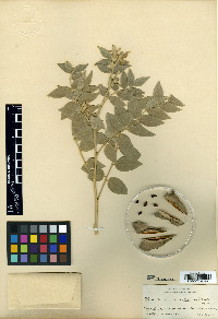Morkillia acuminata image
