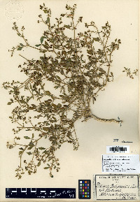 Fagonia pachyacantha image