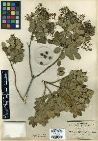 Amyris madrensis image