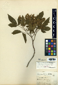 Balfourodendron riedelianum image