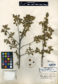 Ptelea aptera image