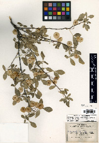 Ptelea trifoliata subsp. coahuilensis image