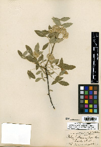 Ptelea trifoliata subsp. angustifolia image