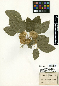 Ptelea megacarpa image