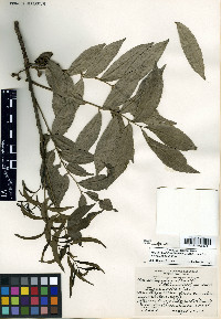 Zanthoxylum caribaeum image