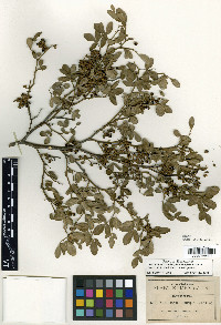 Zanthoxylum limoncello image
