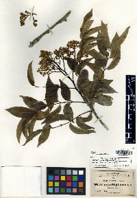 Zanthoxylum acuminatum image