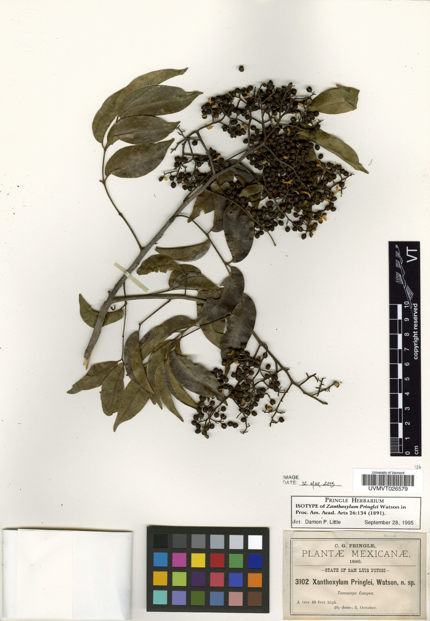 Zanthoxylum acuminatum image