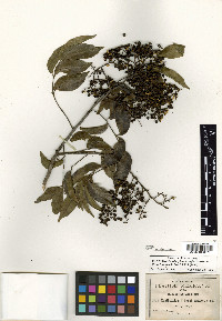 Zanthoxylum acuminatum image