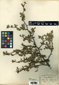 Bursera biflora image