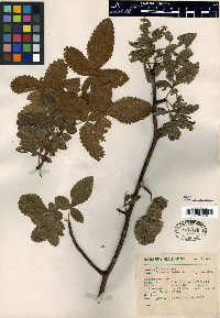Bursera dubia image