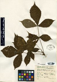 Bursera fragrantissima image
