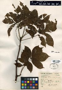 Bursera fragrantissima image