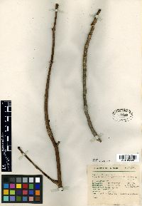 Bursera fragrantissima image