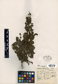 Bursera ariensis image