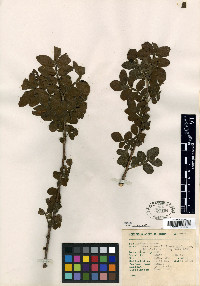 Bursera ariensis image